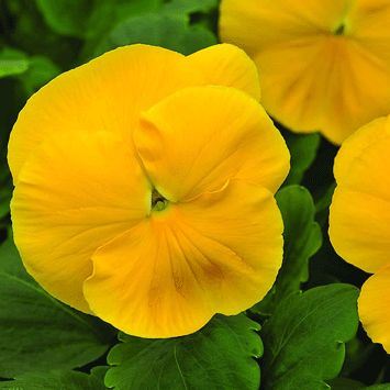 Виола виттрока (Viola wittrockiana) Mammoth Prima Yellorina, 100 семян