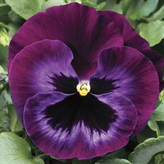 Виола виттрока (Viola wittrockiana) Colossus Neon Violet, 100 семян