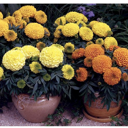 Бархатцы прямостоячие (Tagetes erecta) Antigua Mix, 100 семян