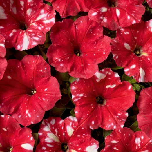 Петуния многоцветковая (Petunia multiflora F1) Дот Стар Ред, 100 драже