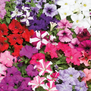 Петуния крупноцветковая (Petunia grandiflora F1) Tritunia Mix, 250 драже