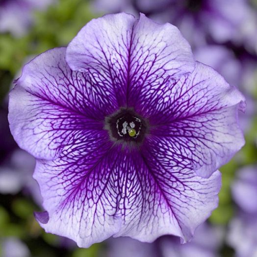 Петуния крупноцветковая (Petunia grandiflora F1) Tritunia Blue Veined, 250 драже
