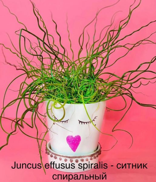 Juncus effusus spiralis - ситник спиральный