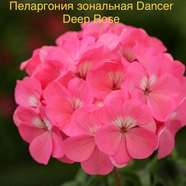 Пеларгония зональная Dancer Deep Rose