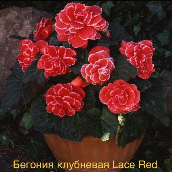 Бегония клубневая Lace Red