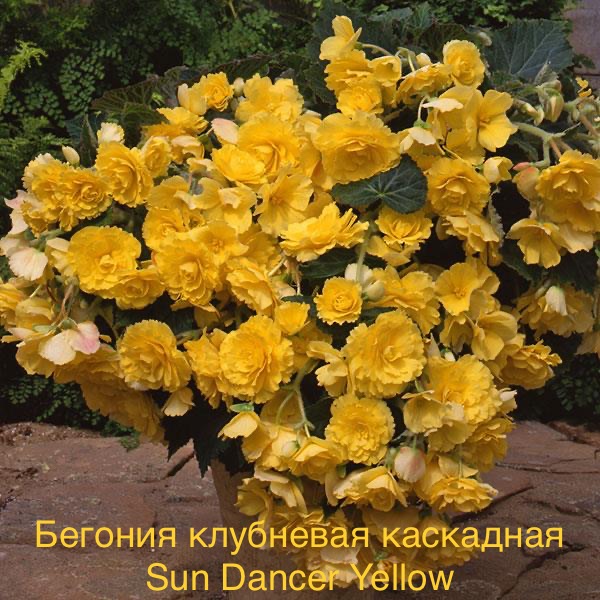 Бегония клубневая каскадная Sun Dancer Yellow