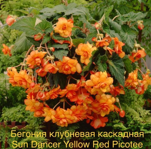 Бегония клубневая каскадная Sun Dancer Yellow Red Picotee