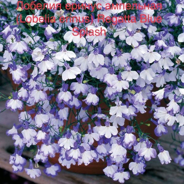 Лобелия еринус ампельная (Lobelia erinus) Regatta Blue Splash