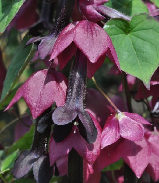 Родохитон темно-кровавый (Rhodochiton atrosanguineus) Rhodos