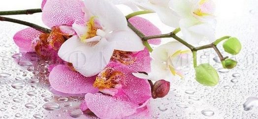 Стол обеденный овальный 1000*670 фотопечать Орхидея Сиреневая