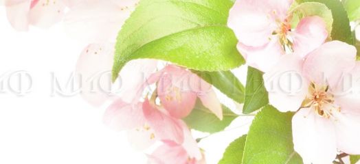 Кухня "Яблоневый цвет" 2000 мм (Фотопечать)