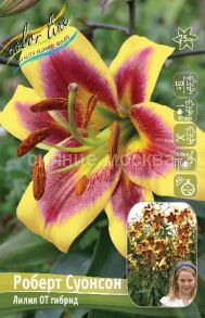 Лилия Роберт Суонсон, 12/14, ОТ- гибрид, - 1 шт