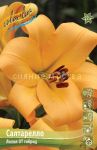 Liliya-Saltarello-12-14-OT-gibrid-5-sht