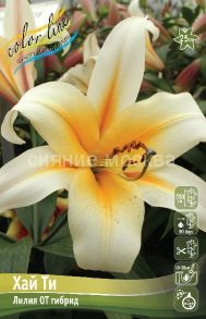 Лилия Хай Ти, 12/14, ОТ-гибрид, - 2 шт