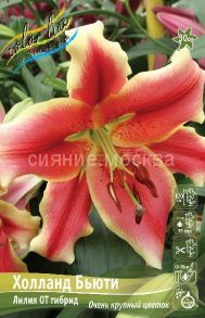 Лилия Холланд Бьюти, 12/14, ОТ-гибрид, - 5 шт