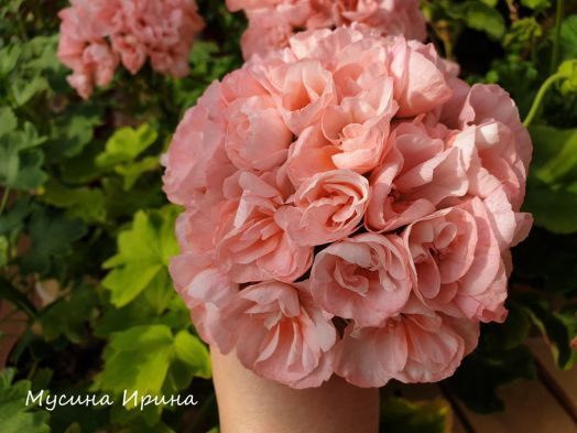 Шёлк Сказка № 2452