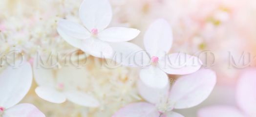 Кухня "Вишневый цвет" 2000 мм (Фотопечать)