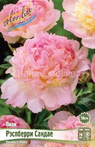 Пион Рэспберри Сандае, 2/3n, - 1 шт