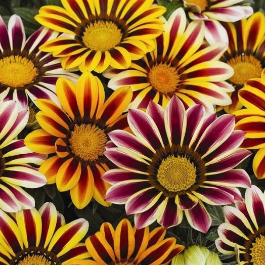 Гацания жестковатая (Gazania rigens) Kiss Flame Mix, 100 семян