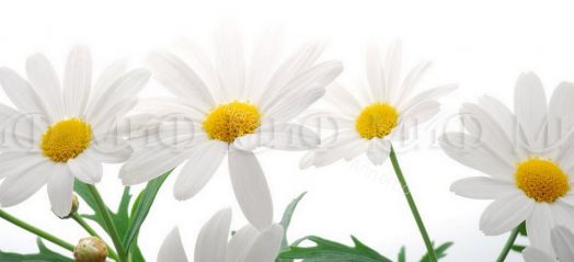 Кухня "Ромашки NEW" 2000 мм (Фотопечать)