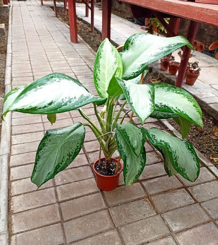 Аглаонема Сильвер Бей (AGLAONEMA 'SILVER BAY')