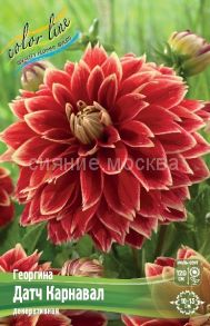 Георгина Датч Карнавал, декоративная, р-р I, - 1 шт