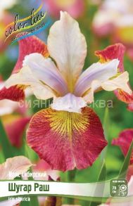 Ирис сибирский Шугар Раш, I, - 1 шт