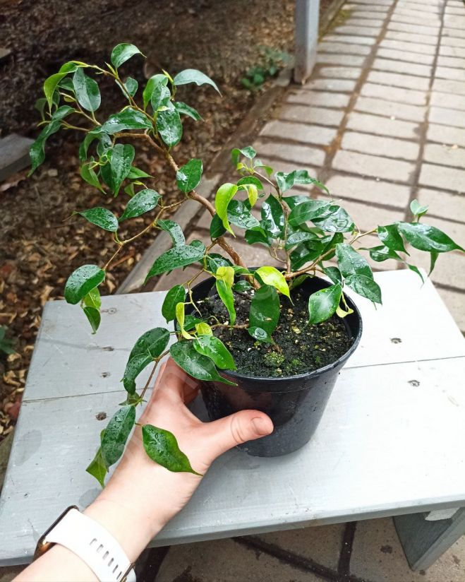 Фикус Бенджамина Вианди (Wiandi)