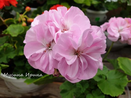 Шёлк Райский Остров № 2451