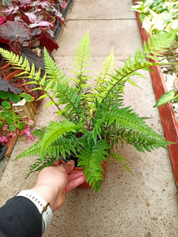 Румора Папоротник