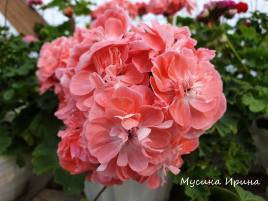 PG Novis Hanna № 2213