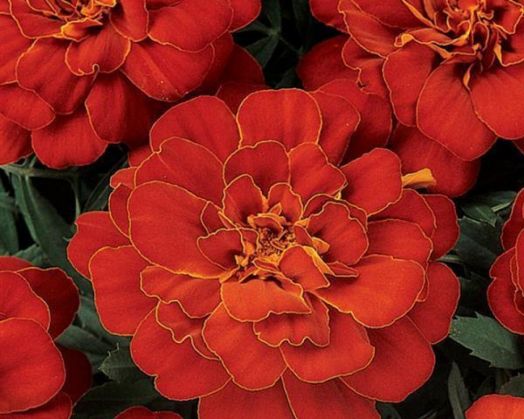 Бархатцы отклоненные в ассортименте