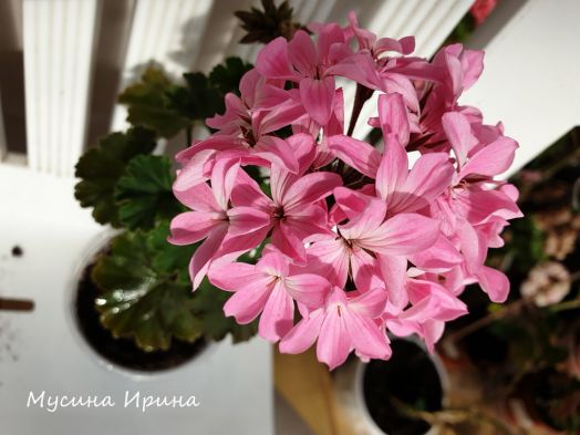 Ирида Дюймовочка № 0519