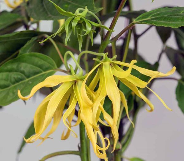 Artabotrys HARMANDII или Иланг-Иланг