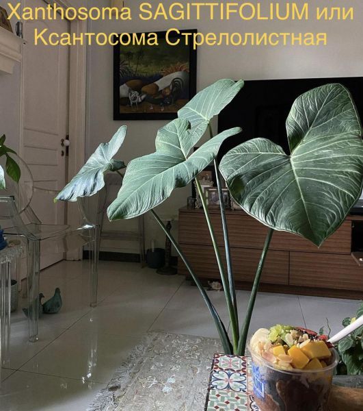 Xanthosoma SAGITTIFOLIUM или Ксантосома Стрелолистная