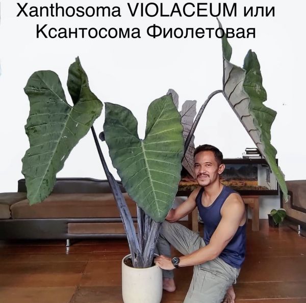 Xanthosoma VIOLACEUM или Ксантосома Фиолетовая