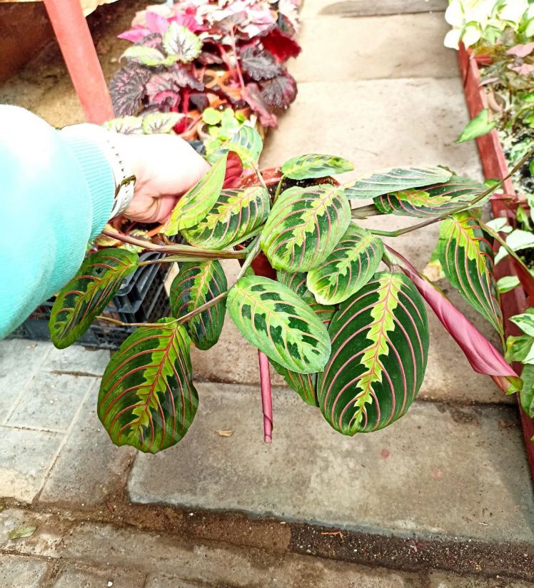 Маранта Триколор