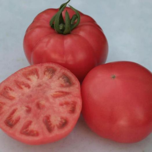 Томат индетерминантный РОЛЕКС F1, 500 семян