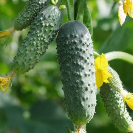 Огурец партенокарпический Антисипатор F1, 50шт семян