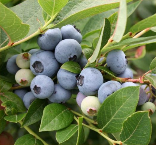 Голубика садовая Бригитта Блю