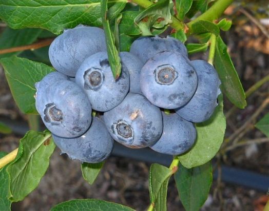 Голубика Патриот