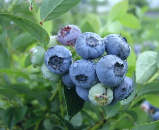Голубика Блюэтта