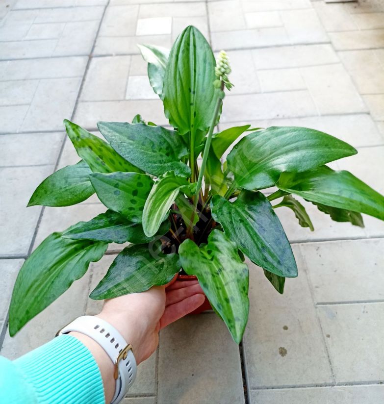 Дримиопсис пятнистый Кирка (Drimiopsis Kirkii)