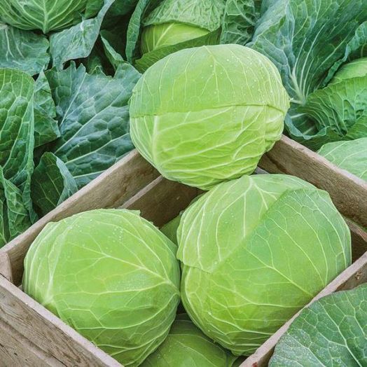 Капуста белокочанная МАРЛО F1, 1.000 семян