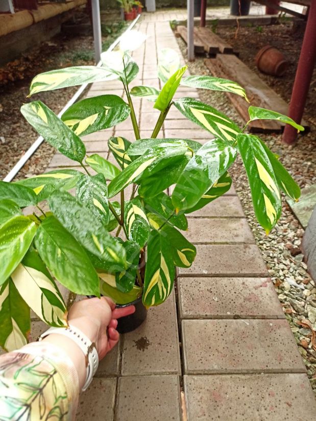 Ктенанта Лубберса (Ctenanthe lubbersiana)