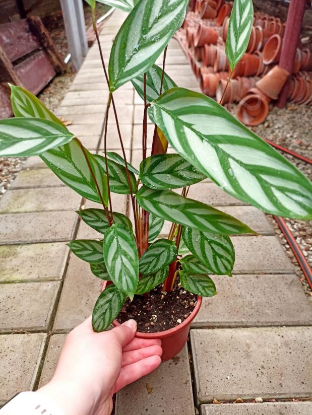 Ктенанта Оппенгейма (Ctenanthe oppenheimiana)