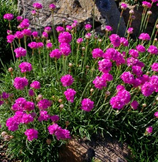 Армерия приморская Монинг Стар Дип Роуз