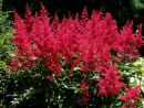 Астильба Арендса Бургунди Ред (Astilbe arendsii Burgundу Red)