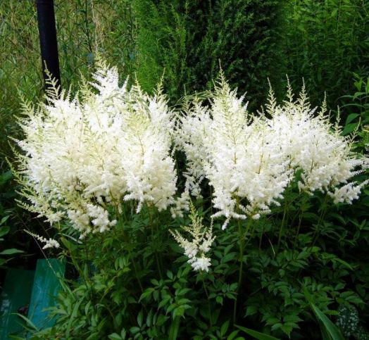 Астильба Арендса Диамант (Astilbe arendsii Diamant)