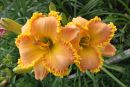 Лилейник Элизабет Солтер (Hemerocallis hybrid Elizabeth Salter)